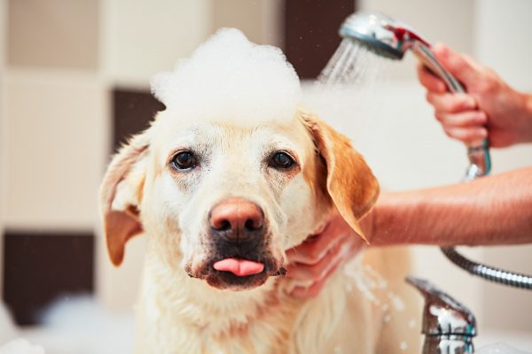 Dog being washed with a large pile of bubbles on his forehead